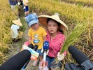 彩繪稻田割稻體驗活動