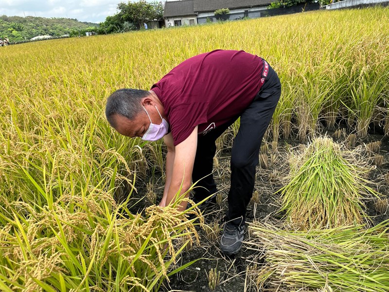 總幹事示範割稻體驗