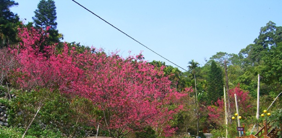 High-ladder Health Trail(954_450)