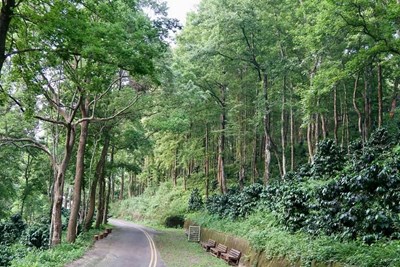 Coffee trees planted in semi-shade maple forests