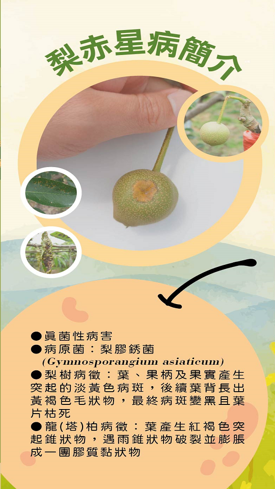 農業特輯_梨赤星病防治宣導摺頁_梨赤星病簡介