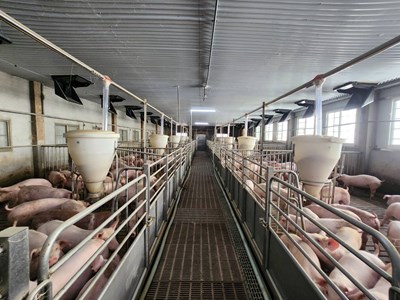 Caption: An enclosed, high-bed pig house with evaporative cooling systems _0