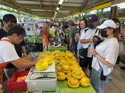 本市甘露梨口感佳-甘甜且可口-深受消費者喜愛