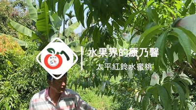 04北半球最早的水蜜桃-太平紅鈴水蜜桃