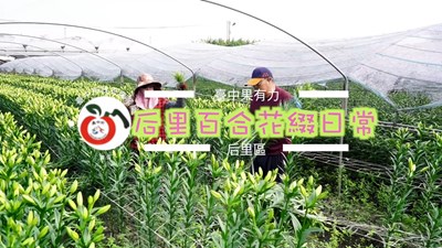 后里百合花綴日常-后里百合