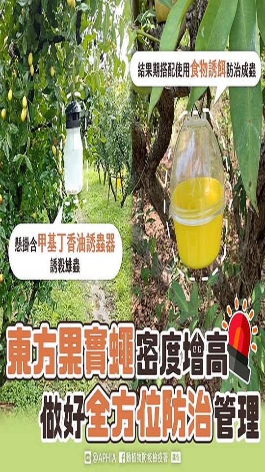 農業特輯-東方果實蠅加強防治