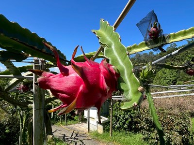 好農丘休閒農場