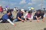 長官們示範種植馬鈴薯