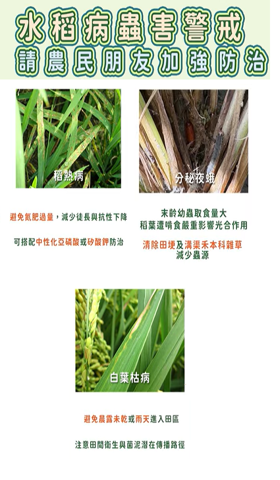 農業特輯_水稻病蟲害警戒，請農民朋友加強防治