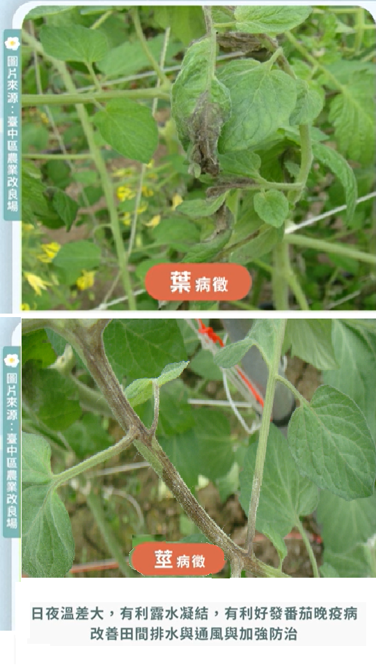 農業特輯_天氣冷涼潮濕，籲請農友加強番茄晚疫病之防治_1118