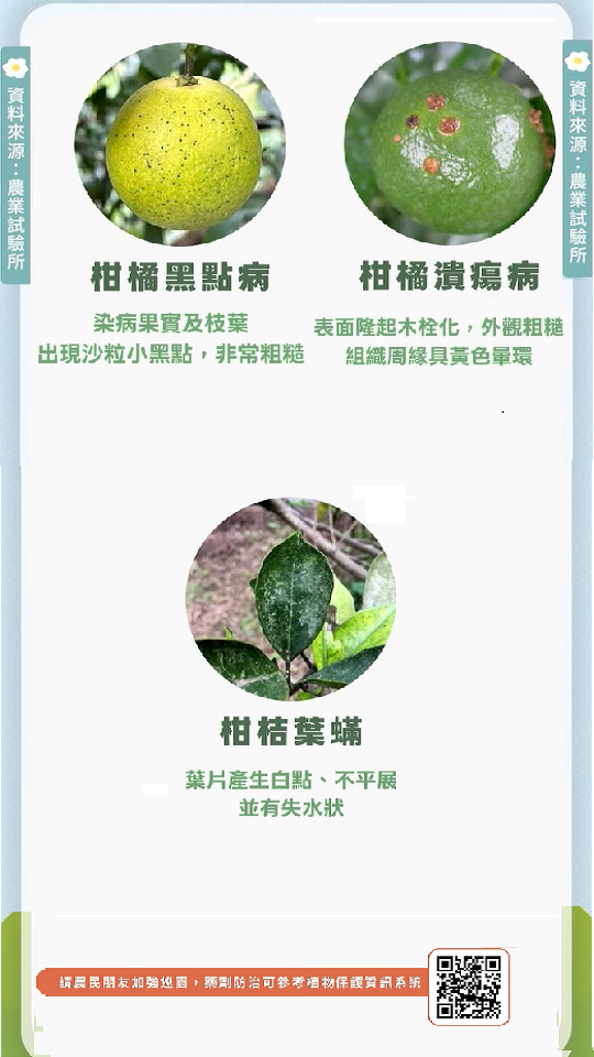 農業特輯_柑橘黑點病