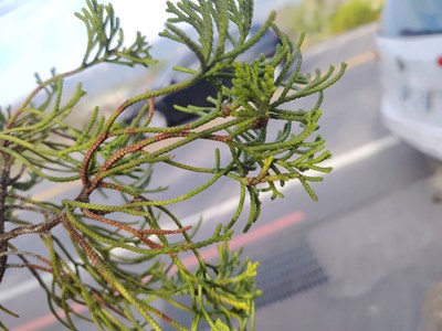 圖一、持續監測東勢區慶東里監測點龍柏枝條病害情形_0