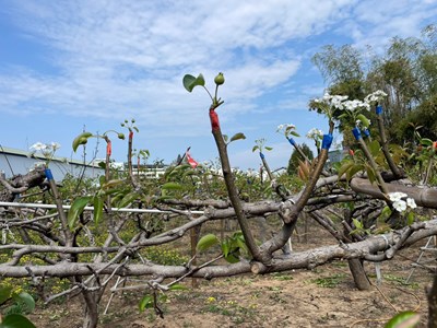 梨樹正值開花著果期間，須防範梨赤星病危害