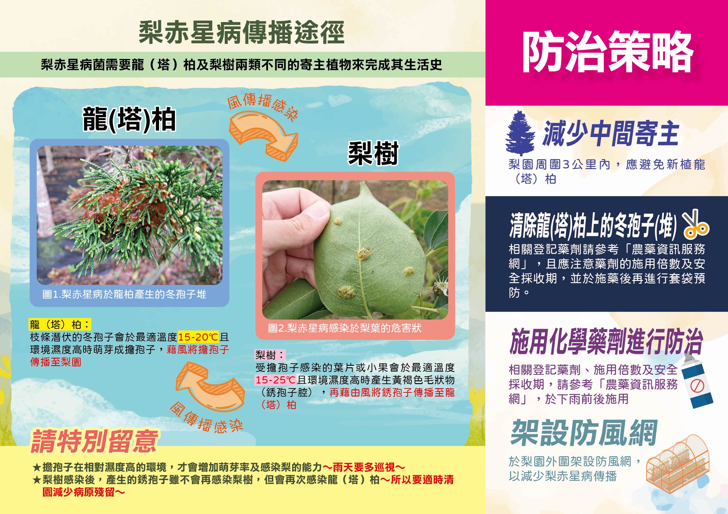 梨赤星病防治宣導摺頁-2