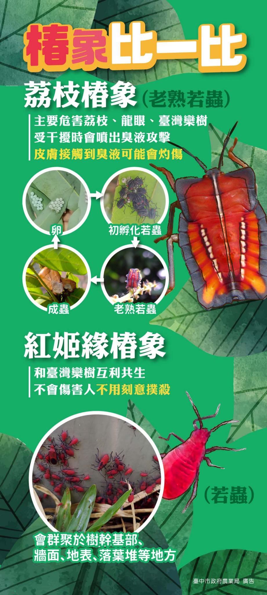 荔枝椿象vs紅姬緣椿象圖卡(臺中市政府農業局廣告)