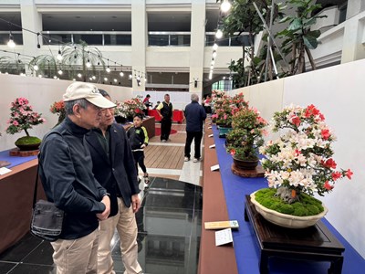 2026臺中皐月杜鵑花季展-展出專業花農細心栽培的皐月杜鵑