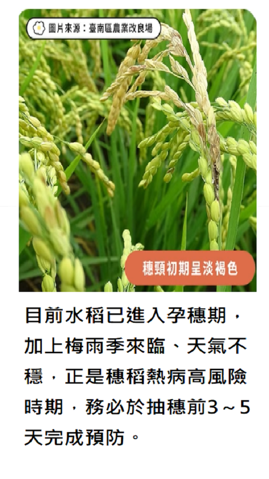 農業特輯_穗稻熱病防治