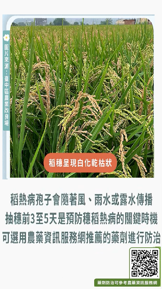 農業特輯_穗稻熱病防治_1150515