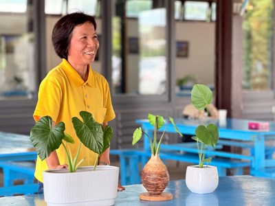 圖1_李安妮向日葵農場主人教學如何辨識芋頭苗