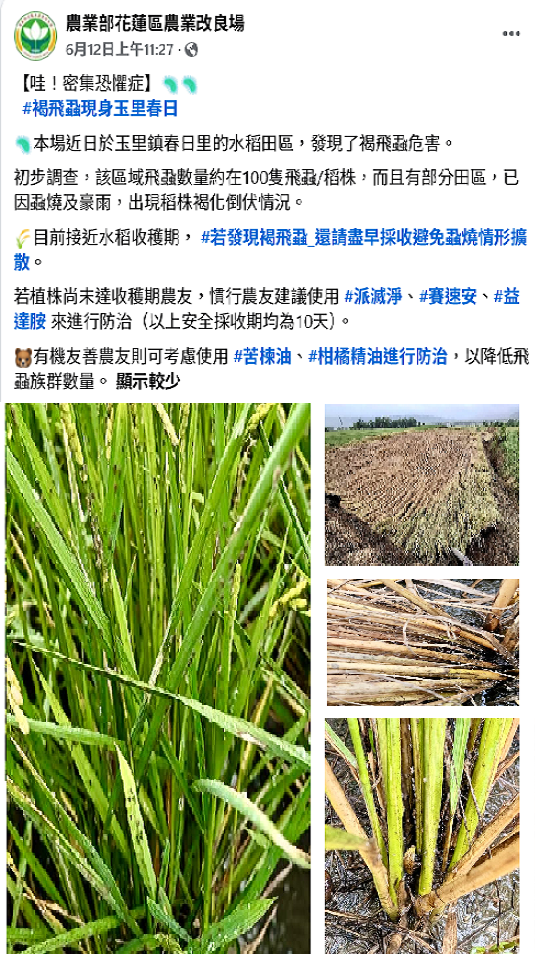 農業特輯_褐飛虱防治