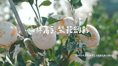 山林高手採橘趣