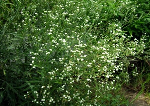 銀膠菊