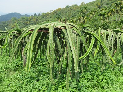 好農丘休閒農場