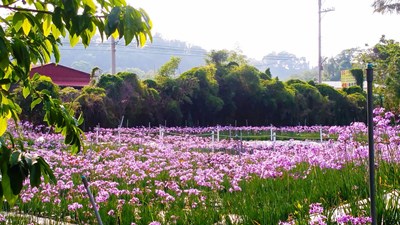 新社蓮園休閒農場