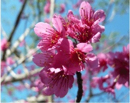 臺中市政府農業局 市容介紹 市花 山櫻花