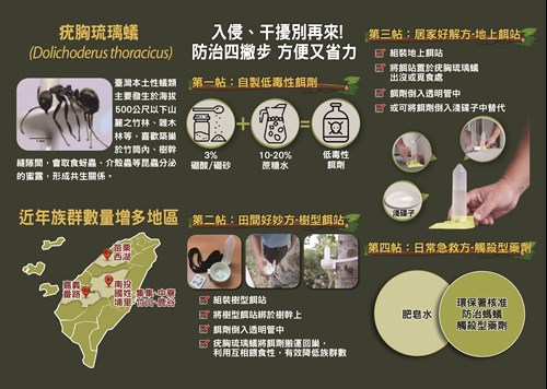 琉璃蟻2