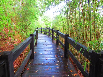 鳳凰山楓香登山步道
