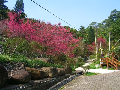 High-ladder Health Trail