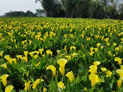 The Shui-liu-dong Agricultural Tourism Area-Gold calla(水流東休閒農業區-黃金海芋)