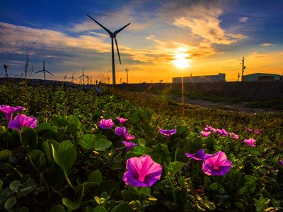 2018 Bronze Award of Beautiful Scenery for Hometown of Craftsperson - The Beauty of Purple Flowers